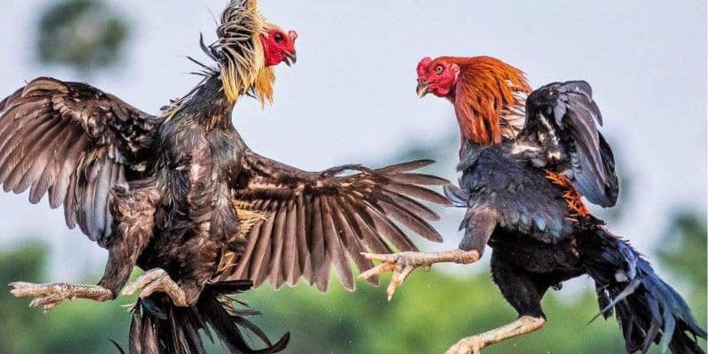 การแข่งขันสุดดุเดือดที่ห้องไก่ชน MB66
